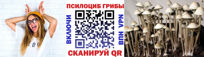 Купить  Калининск  Галлюциногенные грибы Psilocybine cubensis 